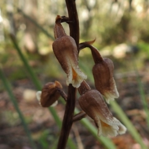 Gastrodia sp. at Cotter River, ACT - suppressed