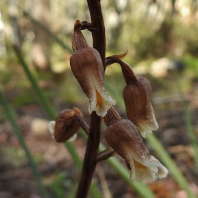 Gastrodia sp. (Potato Orchid) at Cotter River, ACT - 7 Dec 2018 by JohnBundock