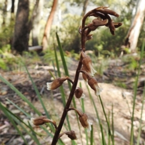 Gastrodia sp. at Cotter River, ACT - suppressed