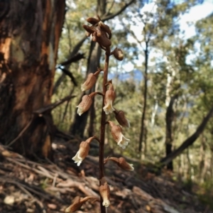 Gastrodia sp. at Cotter River, ACT - 7 Dec 2018