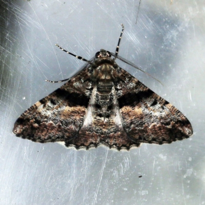 Gastrinodes argoplaca (Cryptic Bark Moth) at O'Connor, ACT - 3 Dec 2018 by ibaird