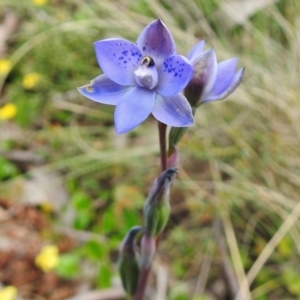 Thelymitra simulata at Cotter River, ACT - 7 Dec 2018