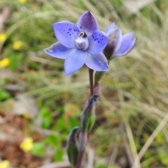Thelymitra simulata (Graceful Sun-orchid) at Cotter River, ACT - 7 Dec 2018 by JohnBundock