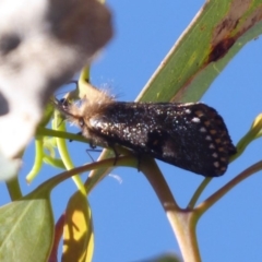 Epicoma contristis (Yellow-spotted Epicoma Moth) at Mount Mugga Mugga - 6 Dec 2018 by Christine