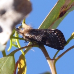 Epicoma contristis (Yellow-spotted Epicoma Moth) at Symonston, ACT - 6 Dec 2018 by Christine