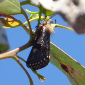 Epicoma contristis at Symonston, ACT - 7 Dec 2018 09:58 AM