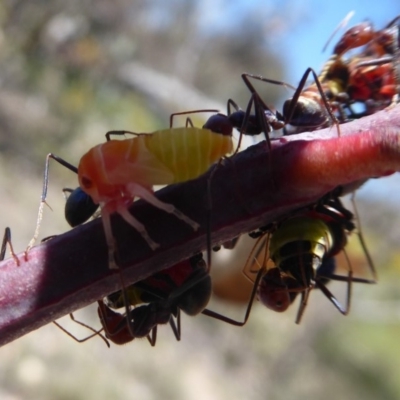 Eurymela sp. (genus) (Gumtree hopper) at Mount Mugga Mugga - 6 Dec 2018 by Christine