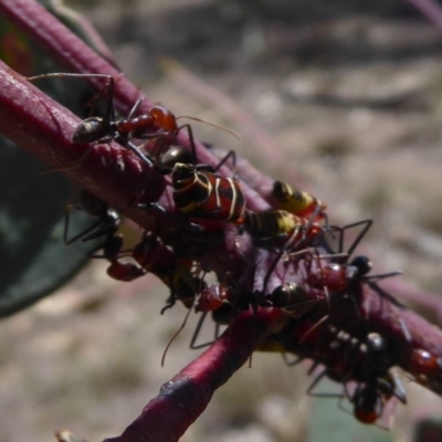 Iridomyrmex purpureus (Meat Ant) at Symonston, ACT - 7 Dec 2018 by Christine