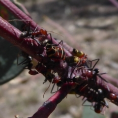 Iridomyrmex purpureus (Meat Ant) at Mount Mugga Mugga - 6 Dec 2018 by Christine