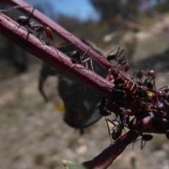 Iridomyrmex purpureus at Symonston, ACT - 7 Dec 2018