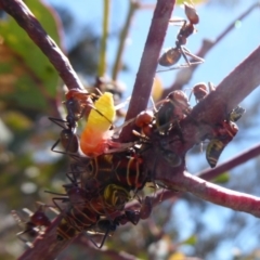 Iridomyrmex purpureus at Symonston, ACT - 7 Dec 2018