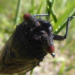 Psaltoda moerens (Redeye cicada) at Hume, ACT - 6 Dec 2018 by Christine
