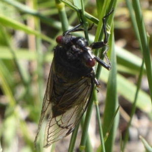 Psaltoda moerens at Hume, ACT - 7 Dec 2018 10:20 AM