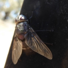 Rutilia (Donovanius) sp. (genus & subgenus) (A Bristle Fly) at Hume, ACT - 7 Dec 2018 by Christine