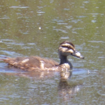 Anas superciliosa (Pacific Black Duck) at Fyshwick, ACT - 7 Dec 2018 by Christine