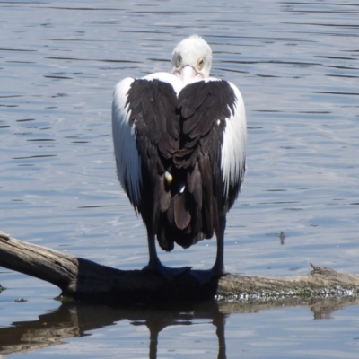 Pelecanus conspicillatus (Australian Pelican) at Jerrabomberra Wetlands - 7 Dec 2018 by Christine