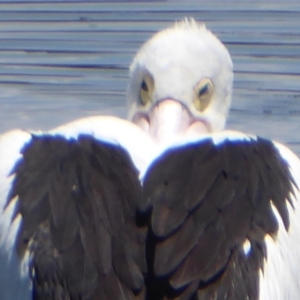 Pelecanus conspicillatus at Fyshwick, ACT - 7 Dec 2018 12:35 PM