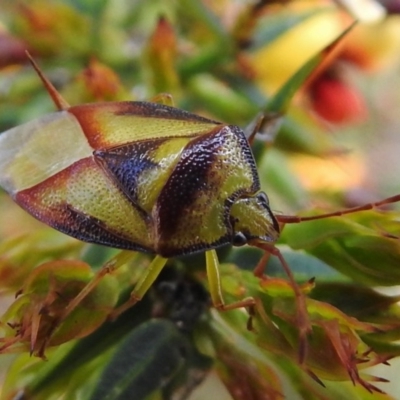 Stauralia sp. (genus) (False stink bug) at Namadgi National Park - 7 Dec 2018 by JohnBundock