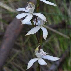 Caladenia moschata (Musky Caps) at Cotter River, ACT - 7 Dec 2018 by JohnBundock