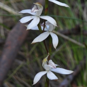 Caladenia moschata at Cotter River, ACT - suppressed