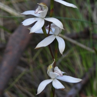 Caladenia moschata (Musky Caps) at Cotter River, ACT - 7 Dec 2018 by JohnBundock