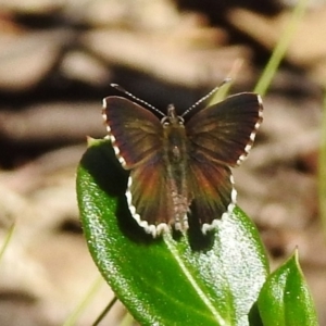 Neolucia agricola at Cotter River, ACT - 7 Dec 2018 03:15 PM