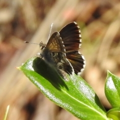 Neolucia agricola at Cotter River, ACT - 7 Dec 2018