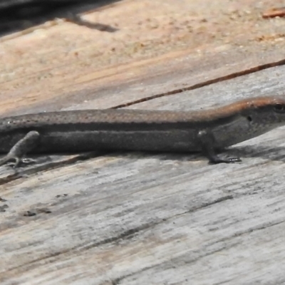 Lampropholis guichenoti (Common Garden Skink) at Cotter River, ACT - 7 Dec 2018 by JohnBundock