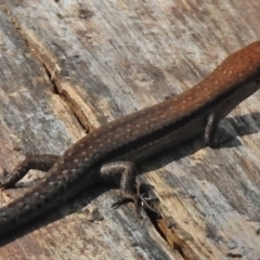 Lampropholis guichenoti at Cotter River, ACT - 7 Dec 2018