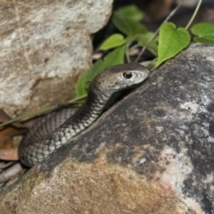Pseudonaja textilis (Eastern Brown Snake) at Acton, ACT - 7 Dec 2018 by AlisonMilton