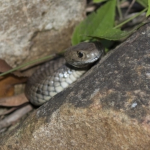 Pseudonaja textilis at Acton, ACT - 7 Dec 2018