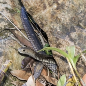 Pseudonaja textilis at Acton, ACT - 7 Dec 2018 03:47 PM