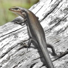 Pseudemoia entrecasteauxii (Woodland Tussock-skink) at Namadgi National Park - 7 Dec 2018 by JohnBundock