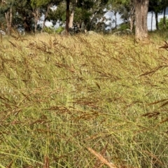 Sorghum leiocladum at Griffith, ACT - 7 Dec 2018