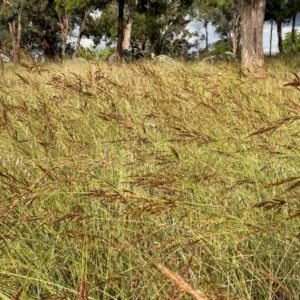 Sorghum leiocladum at Griffith, ACT - 7 Dec 2018