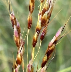 Sorghum leiocladum at Griffith, ACT - 7 Dec 2018 03:59 PM