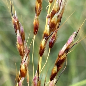 Sorghum leiocladum at Griffith, ACT - 7 Dec 2018 03:59 PM