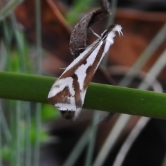 Orthiastis hyperocha (A Concealer Moth) at Cotter River, ACT - 7 Dec 2018 by JohnBundock