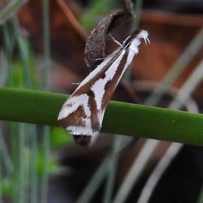 Orthiastis hyperocha (A Concealer Moth) at Cotter River, ACT - 7 Dec 2018 by JohnBundock