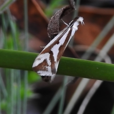 Orthiastis hyperocha (A Concealer Moth) at Namadgi National Park - 7 Dec 2018 by JohnBundock