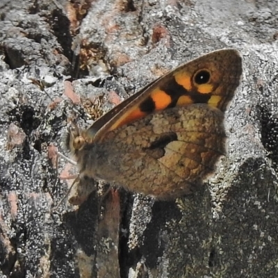 Geitoneura klugii (Marbled Xenica) at Cotter River, ACT - 7 Dec 2018 by JohnBundock