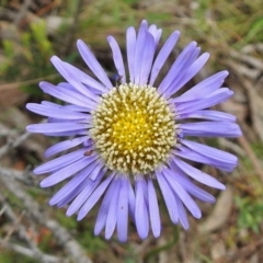 Brachyscome spathulata (Coarse Daisy, Spoon-leaved Daisy) at Cotter River, ACT - 7 Dec 2018 by JohnBundock