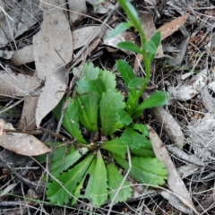 Brachyscome spathulata at Cotter River, ACT - 7 Dec 2018