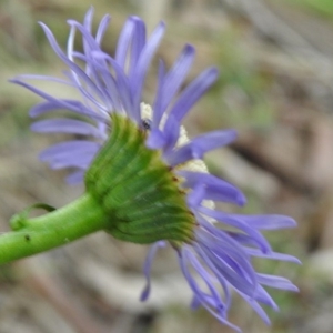 Brachyscome spathulata at Cotter River, ACT - 7 Dec 2018