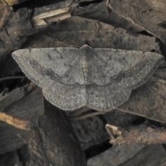 Taxeotis intextata (Looper Moth, Grey Taxeotis) at Namadgi National Park - 7 Dec 2018 by JohnBundock