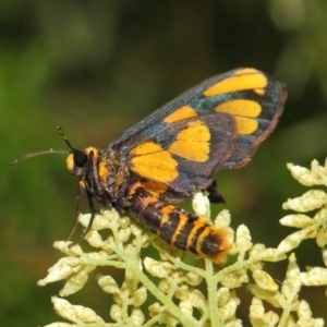 Amata (genus) at Hackett, ACT - 27 Nov 2018