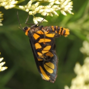 Amata (genus) at Hackett, ACT - 27 Nov 2018