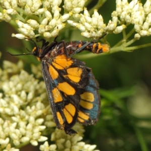 Amata (genus) at Hackett, ACT - 27 Nov 2018