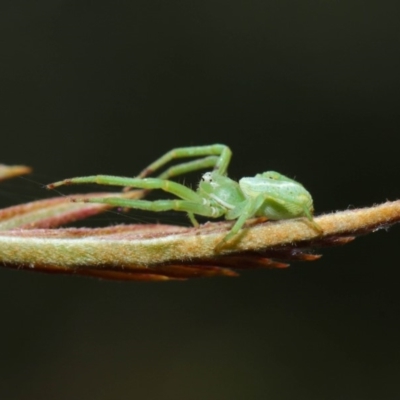 Hedana valida (A crab spider) at ANBG - 27 Nov 2018 by TimL