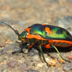 Scutiphora pedicellata (Metallic Jewel Bug) at Hackett, ACT - 27 Nov 2018 by TimL